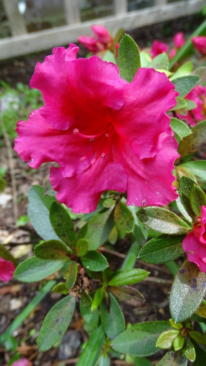 'Hexe de Saffalaere' syn. 'Red Wing'